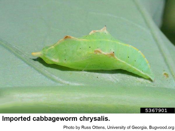 Imported cabbageworm chrysalides